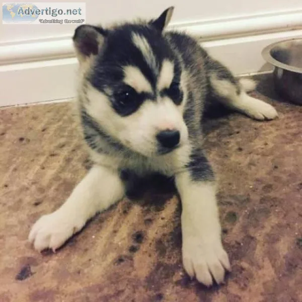 Sweet Siberian Husky Puppies For Sale