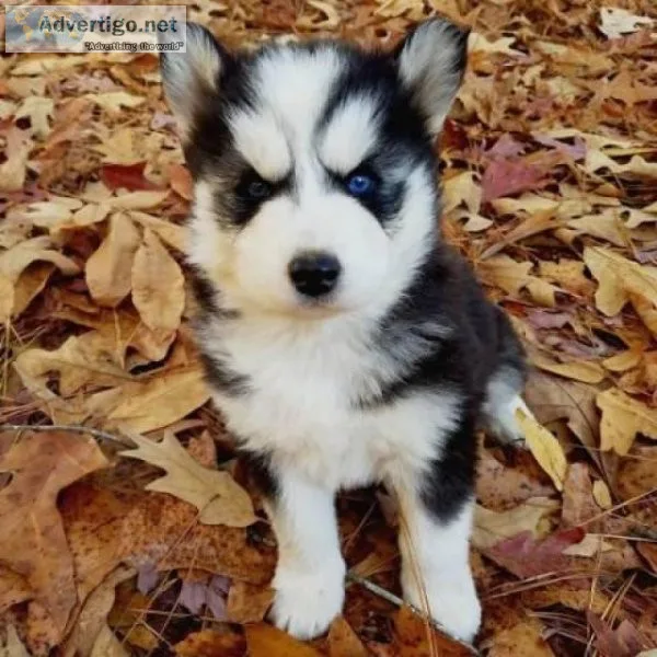 Siberian Husky Puppies for Adoption