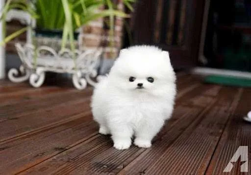 Pomeranian Puppies Readily Available