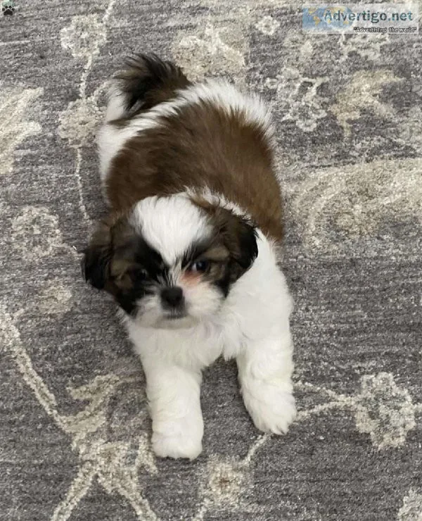 Beautiful Shih Tzu puppies
