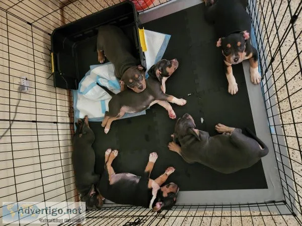 TRI- COLOR AMERICAN BULLY PUPPIES