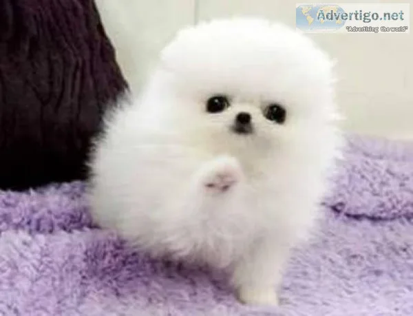 Male and female Pomeranian puppies available now.