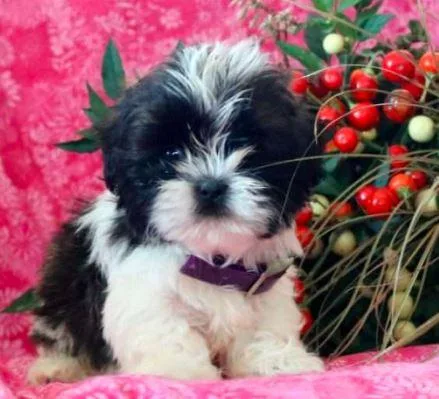 Hoplittle Shih Tzu puppies malefemale