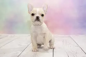 French bulldogs