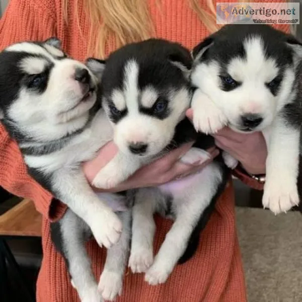 Pure Bred Siberian Husky Puppy 600.00