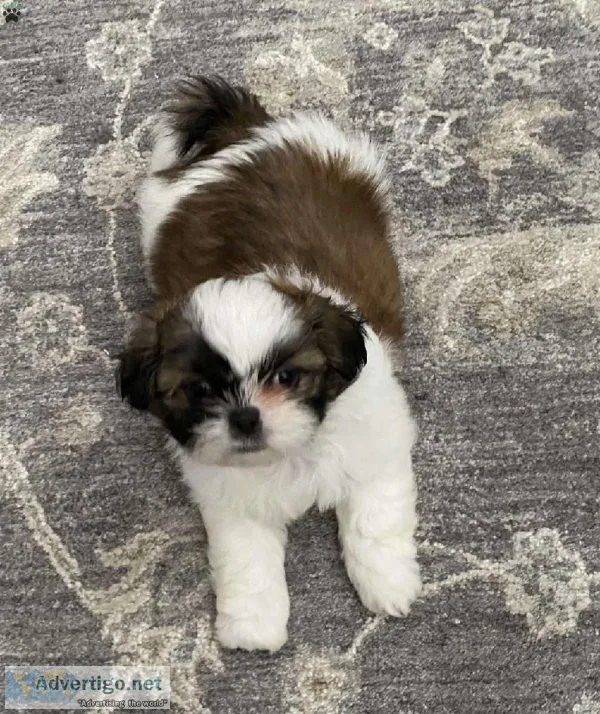 Adorable Shih Tzu Puppies