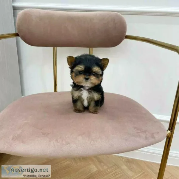 Yorkie puppies