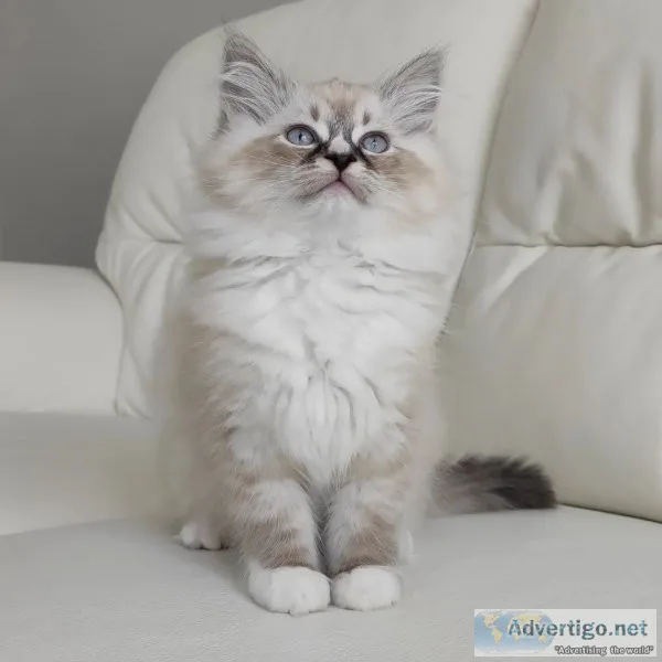 Ragdoll kittens sale