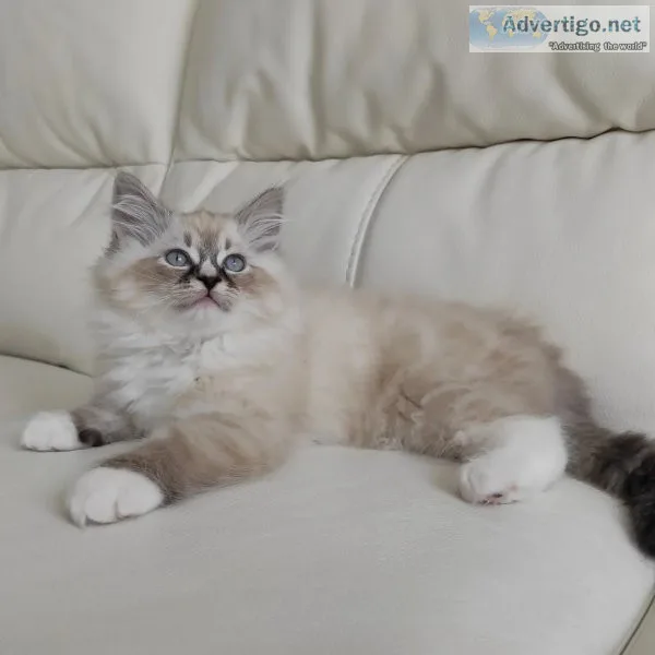 Ragdoll kittens sale