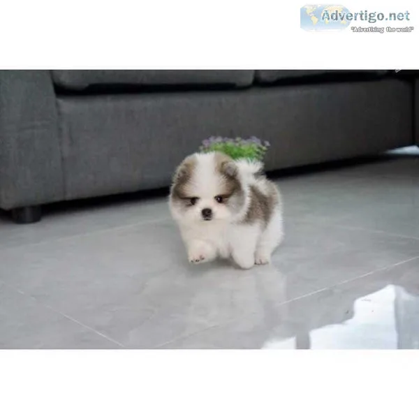 Xs Pomeranian Puppy s