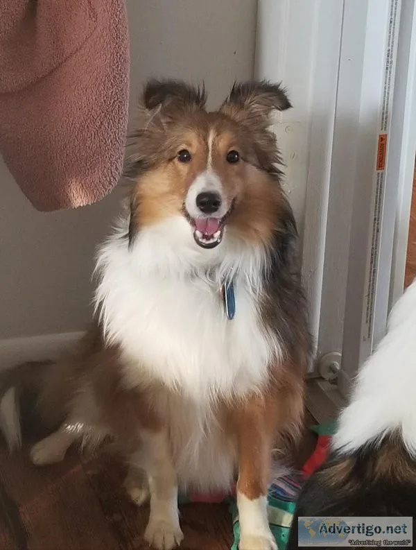 Sheltie