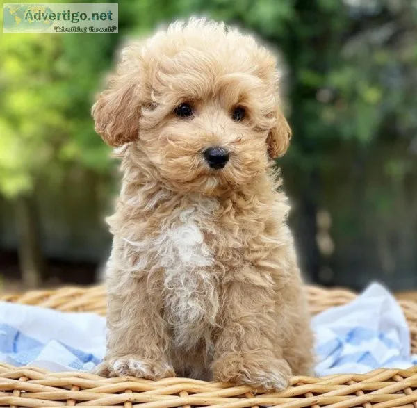 Mini Cockapoo F1B - FEMALES