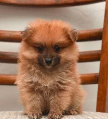 Riley a Pomeranian puppy