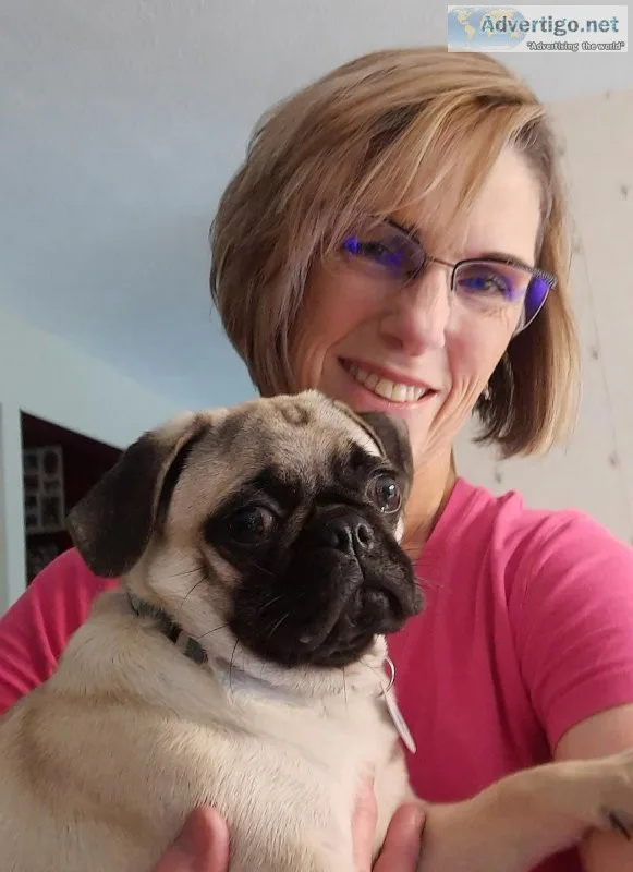 PUG Puppies