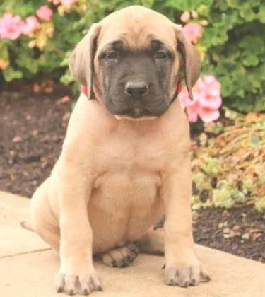 Mellow Mastiff English puppy