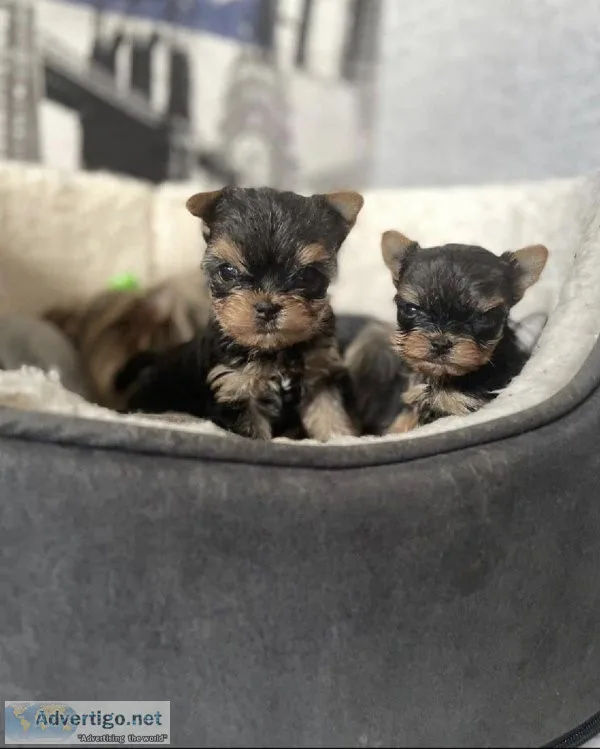teacup yorkies home