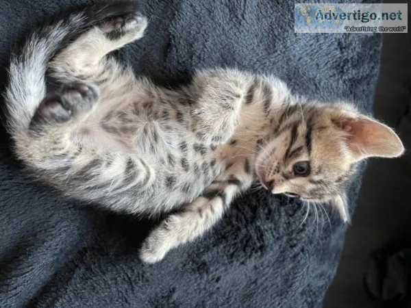 Tica Reg Bengal kittens ready for adoption