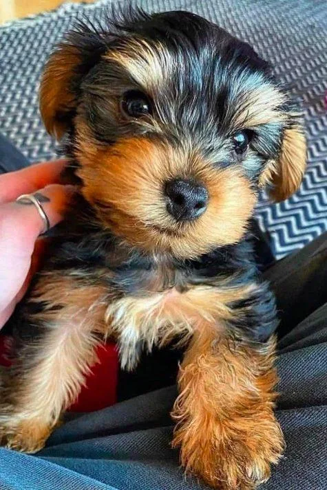 Dolly-face Yorkie Female Puppies
