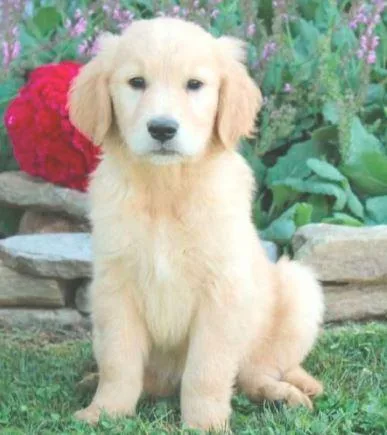Reno Golden retriever puppies