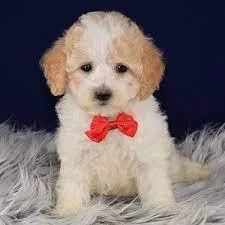 Maltipoo Females for sale