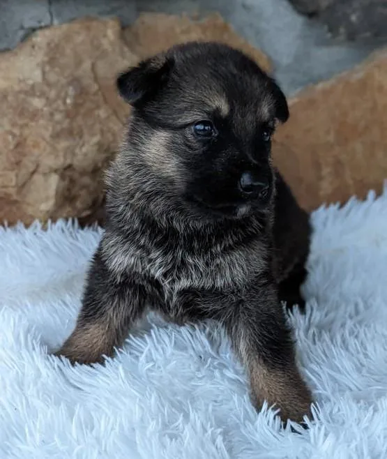 Male - GERMAN SHEPHERD Puppy - Maxi
