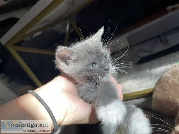 Ragdoll kittens