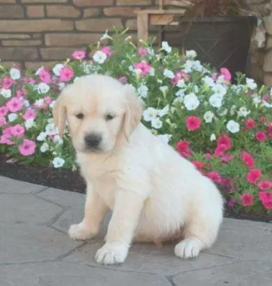 Chip Golden Retriever puppies