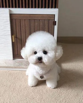 Toy Size Bichon Pups