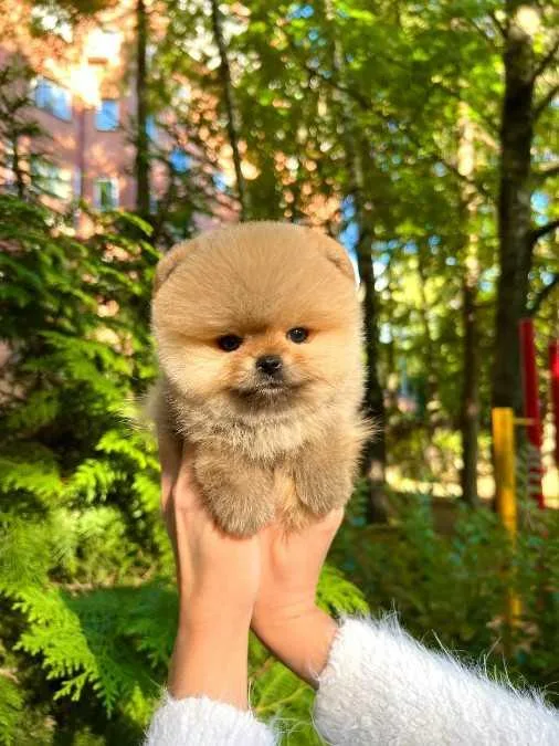 Two Adorable Pomeranian Puppies For Adoption