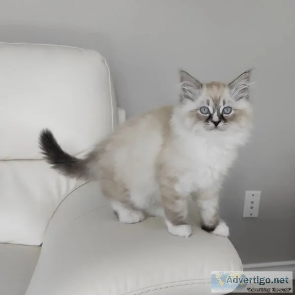 Ragdoll kittens sale