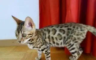 Bengal kitten to rehome
