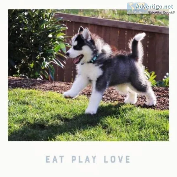 Female Siberian Husky for Sale