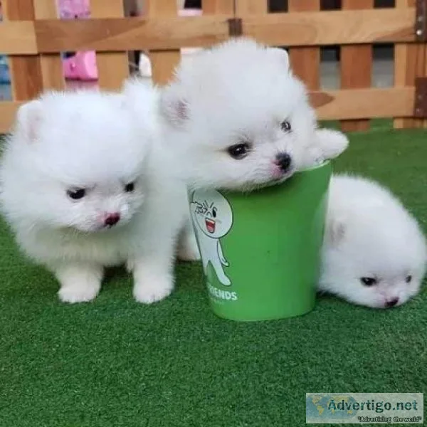 Stunning dna clear Pomeranian puppies