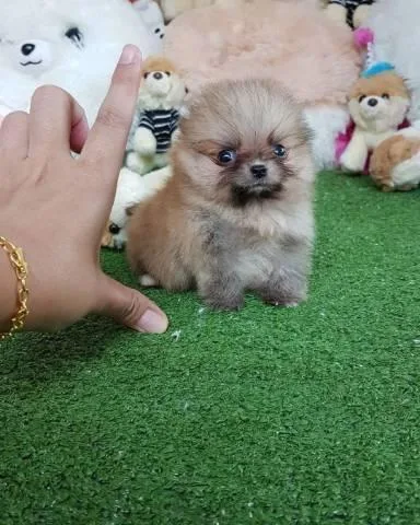 Beautiful Pomeranian 4.5 month old Female.