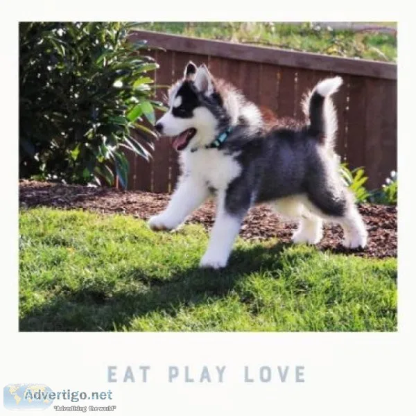 Siberian Husky for Stud Only 600.00