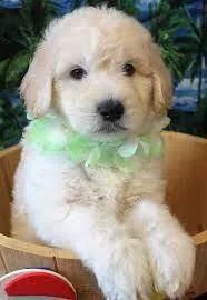 F2B golden doodles