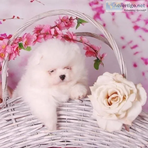 Adorably Fluffy Pomeranian Puppy   1 206 745 7270
