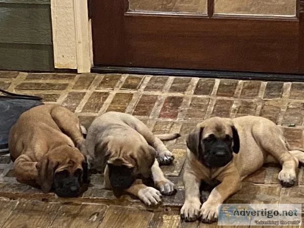 English Mastiff