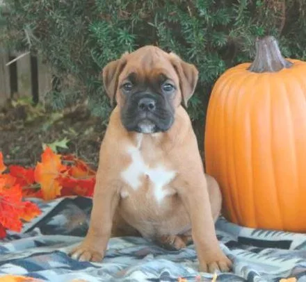 Luna BOXER puppies