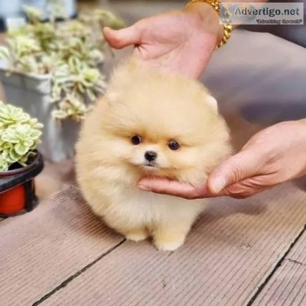 a gorgeous orangecream Pomeranian