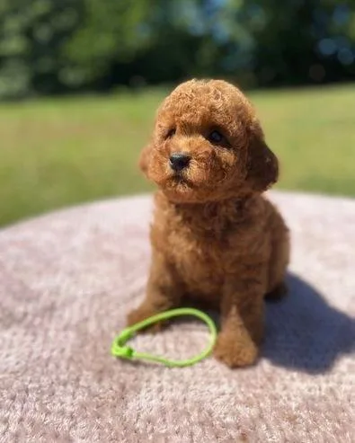 Registered Toy Poodle Puppies