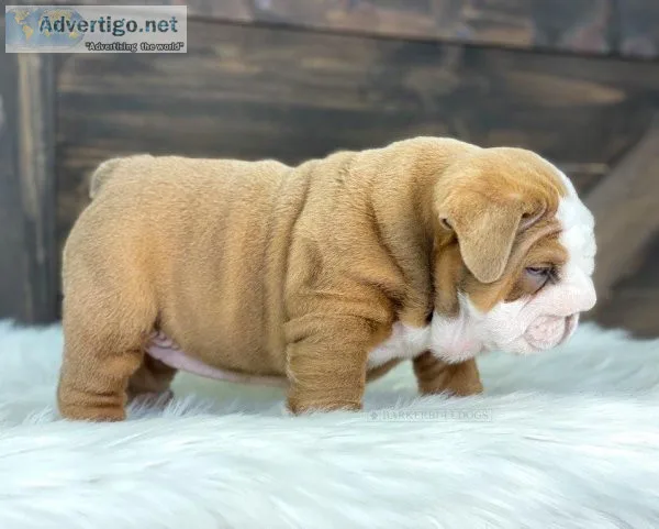 amazing English bulldogs puppies