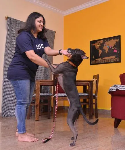 Snouters - Pest Dog Boarding Service in india
