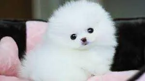Kc tiny fluffy Pomeranians