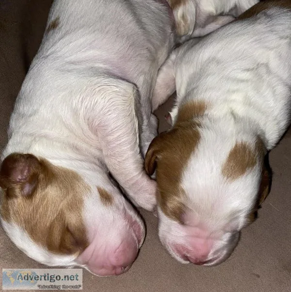 Akc Brittany puppies