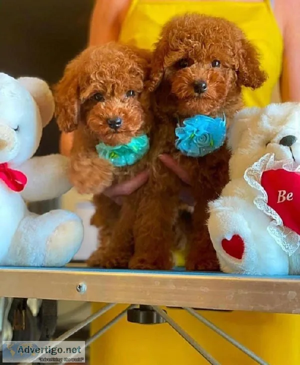 Toy Poodle puppies