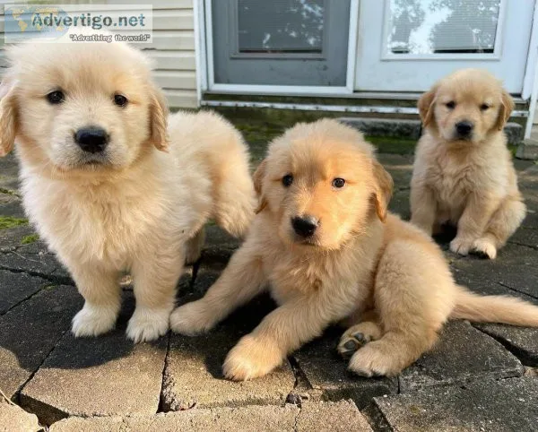 Top Quality Golden retriever Puppies Available