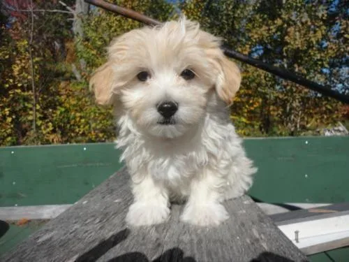 Teddybear Maltipoo Puppies Toy Poodle X Maltese