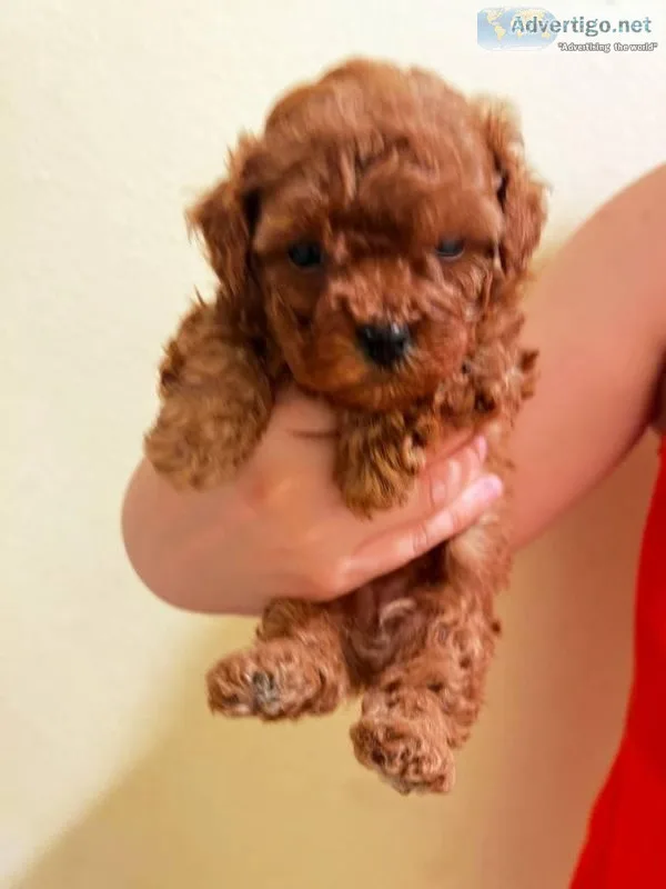 tiny pure breed poodle