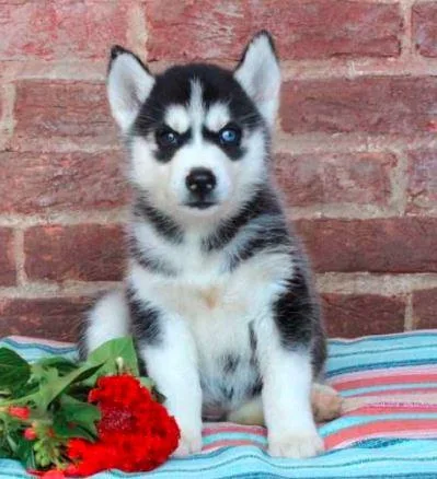 Zara Siberian husky puppiesMaleFemale